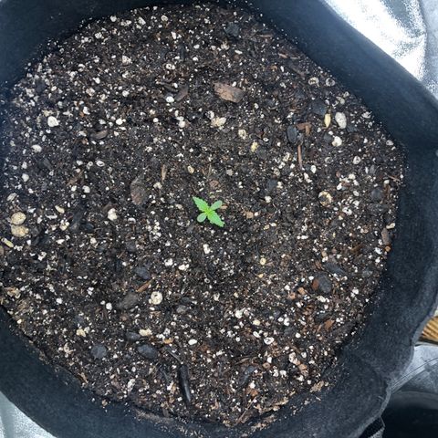 Number 3  growlog timeline photo