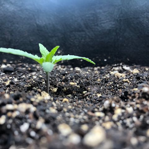 Number 1 growlog timeline photo