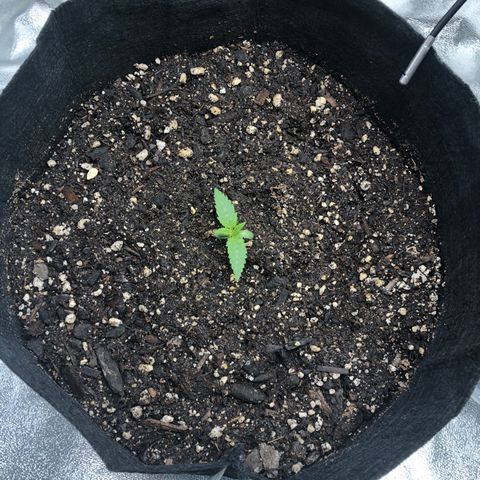 Number 1 growlog timeline photo