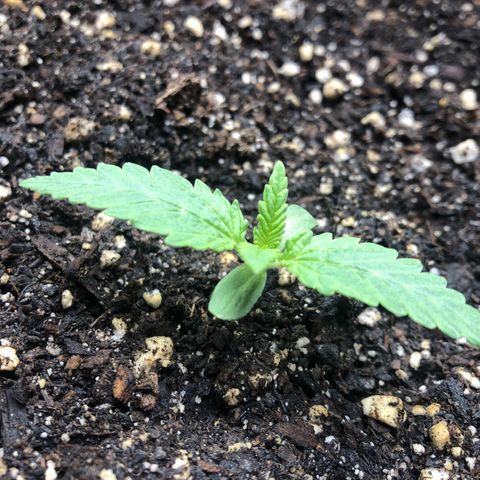 Number 1 growlog timeline photo