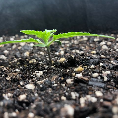 Number 1 growlog timeline photo
