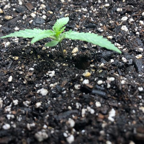 Number 1 growlog timeline photo