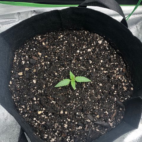 Number 1 growlog timeline photo