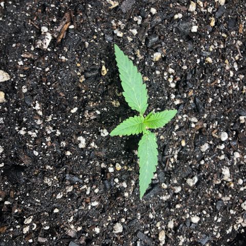 Number 1 growlog timeline photo