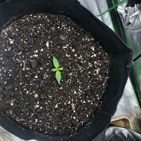 Number 3  growlog timeline photo