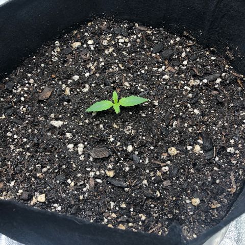 Number 3  growlog timeline photo