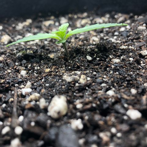Number 3  growlog timeline photo