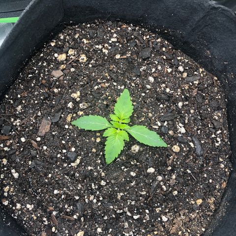 Number 1 growlog timeline photo