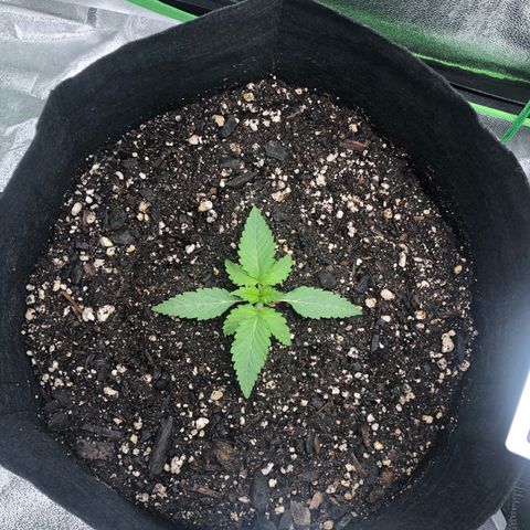 Number 1 growlog timeline photo