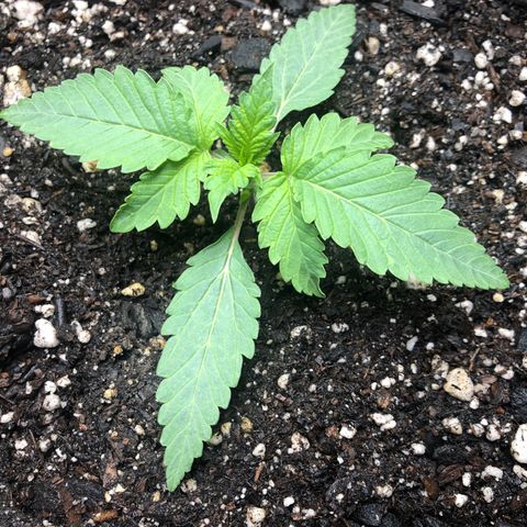 Number 1 growlog timeline photo