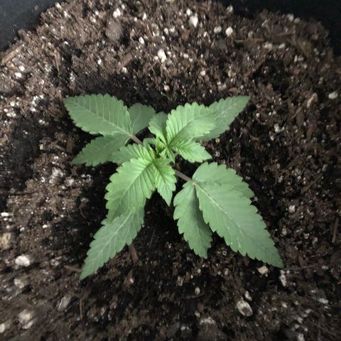 Number 1 growlog timeline photo