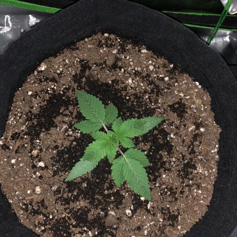 Number 1 growlog timeline photo