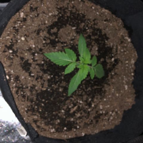 Number 3  growlog timeline photo
