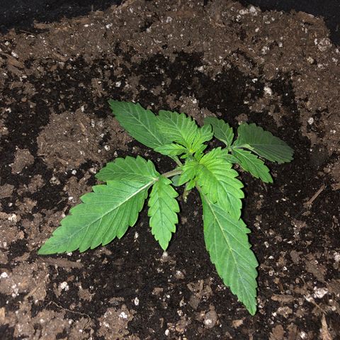Number 3  growlog timeline photo