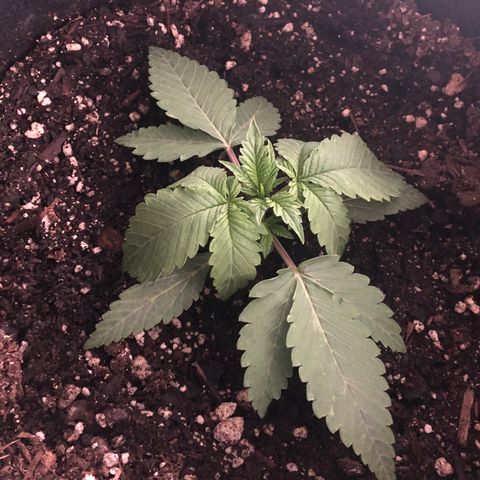 Number 1 growlog timeline photo