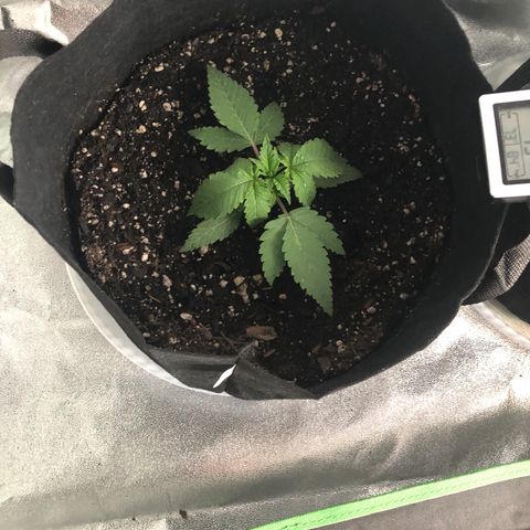 Number 1 growlog timeline photo