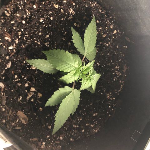 Number 1 growlog timeline photo
