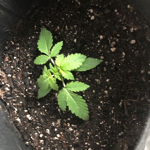 Number 3  growlog timeline photo