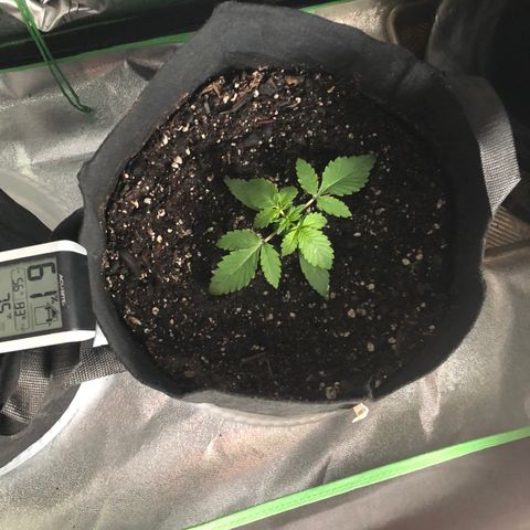 Number 3  growlog timeline photo