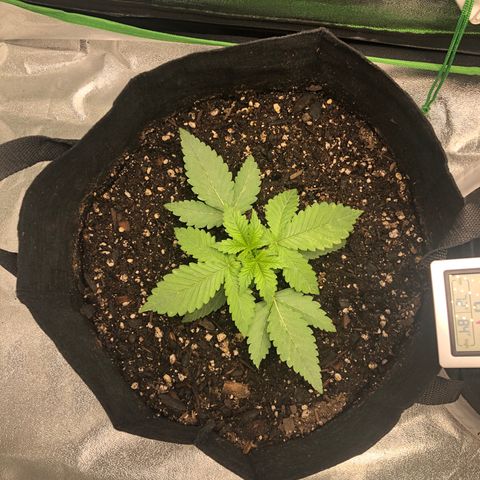 Number 1 growlog timeline photo