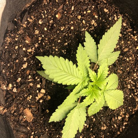 Number 1 growlog timeline photo