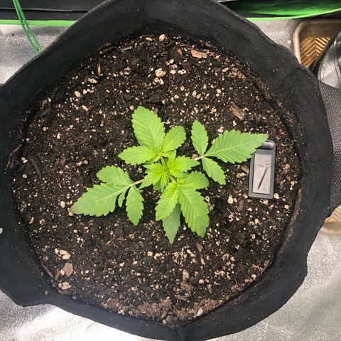 Number 3  growlog timeline photo