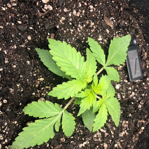 Number 3  growlog timeline photo