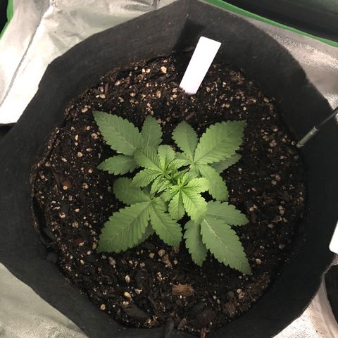 Number 1 growlog photo: 3:30 pm 