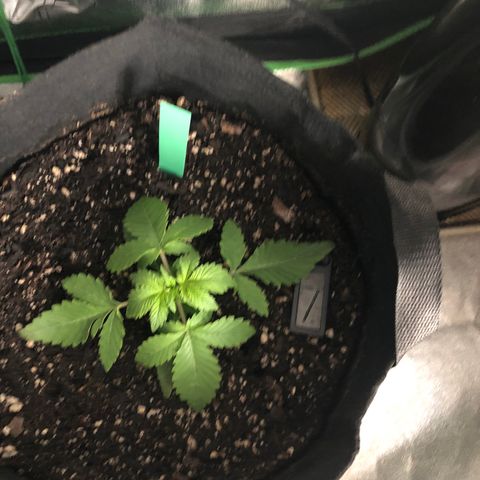 Number 3  growlog photo: 3:30 pm 