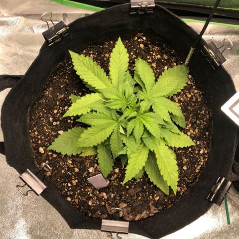 Number 1 growlog photo: 730 pm 
