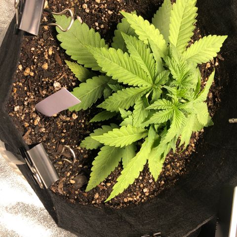 Number 1 growlog photo: 730 pm 