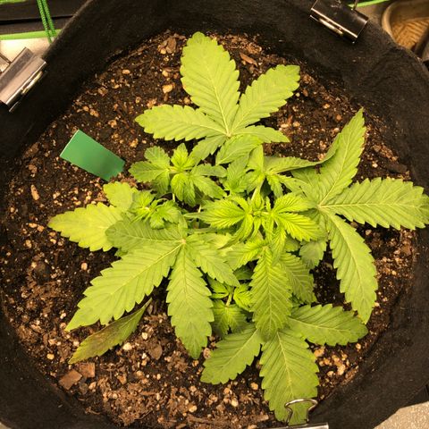 Number 3  growlog photo: 730 pm 