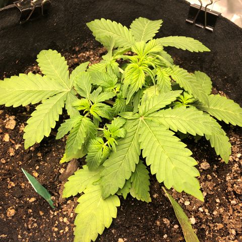 Number 3  growlog photo: 730 pm 