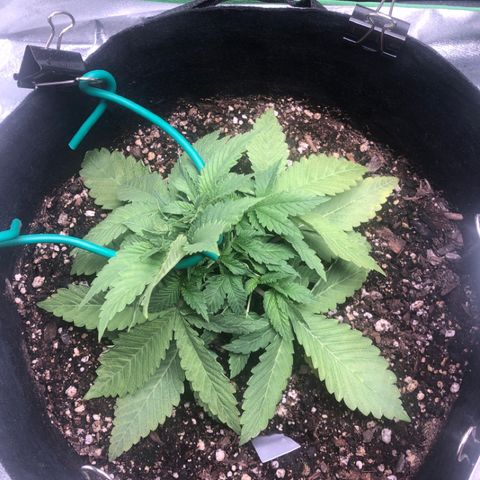 Number 1 growlog timeline photo