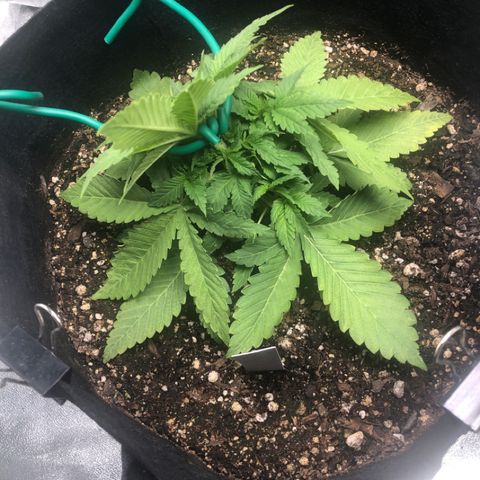 Number 1 growlog timeline photo