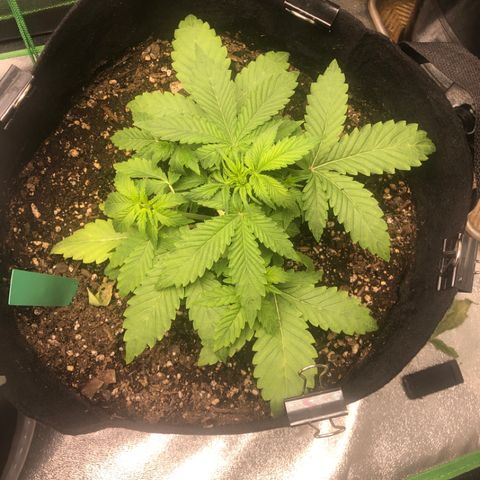 Number 3  growlog timeline photo