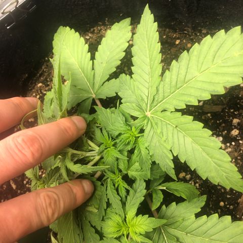 Number 3  growlog timeline photo
