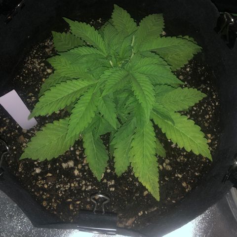 Number 1 growlog timeline photo