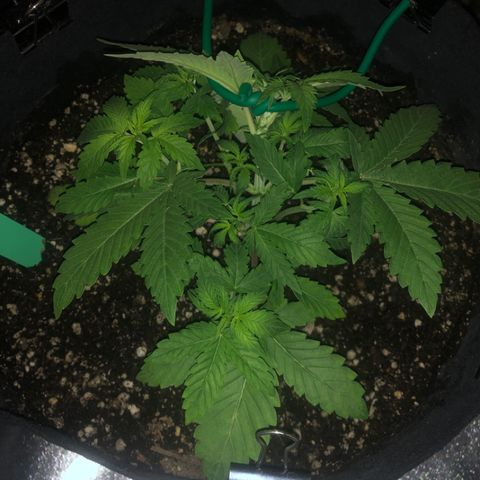 Number 3  growlog timeline photo