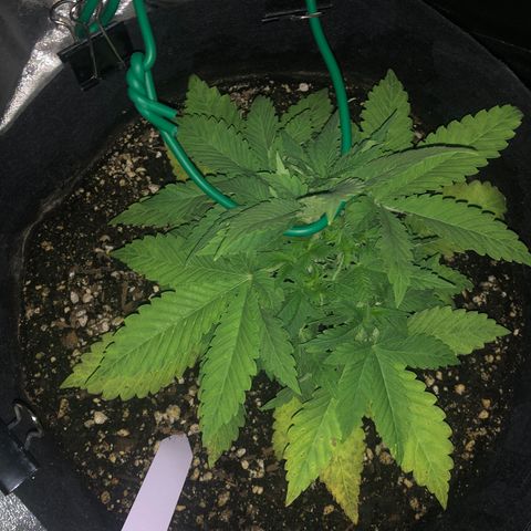 Number 1 growlog timeline photo