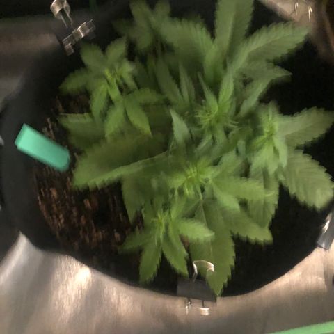 Number 3  growlog timeline photo