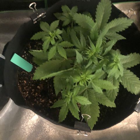 Number 3  growlog timeline photo