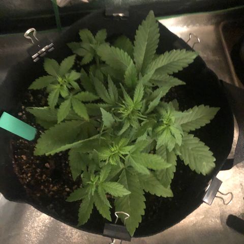 Number 3  growlog timeline photo
