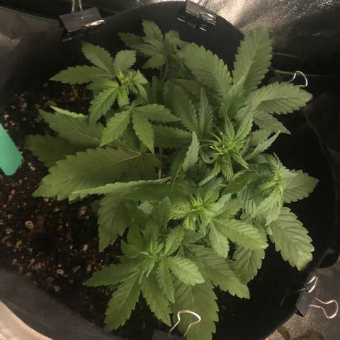 Number 3  growlog timeline photo