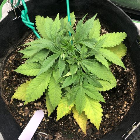 Number 1 growlog photo: After researching the only change I’ve made is going from .5 gal to 1 gal per plant so will dial it back to .5 like before and see if the plant is able to recover. I’ll take the EC and PPM readings of the runoff and determine if I need to add Nutes in next wa
