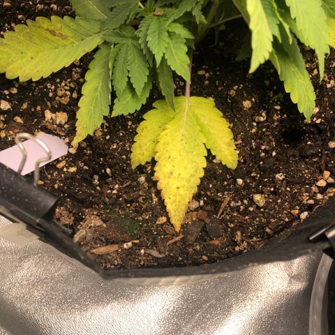 Number 1 growlog timeline photo