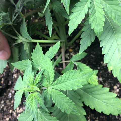 Number 3  growlog photo: Also showing signs of overwatering around the same time but #3 showed less damage. 