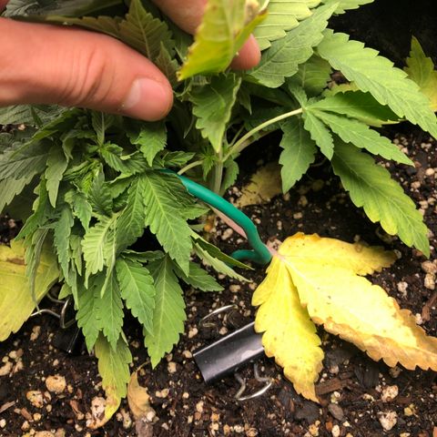 Number 1 growlog timeline photo