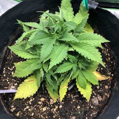 Number 1 growlog timeline photo