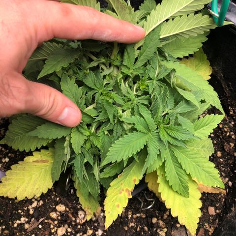 Number 1 growlog timeline photo